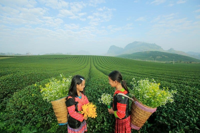 Green tea hills, a private-tour destination